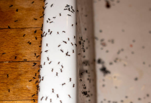 Insect Control in Ligonier, IN